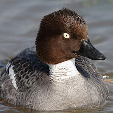 Common Goldeneye