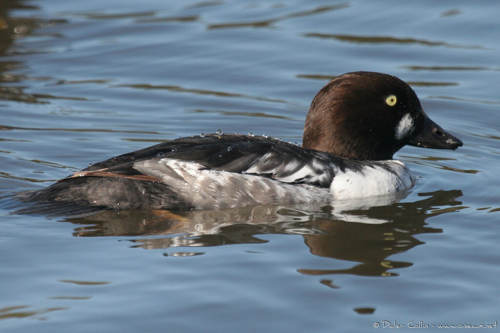 Common Goldeneye male adult post breeding