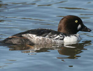 Common Goldeneye