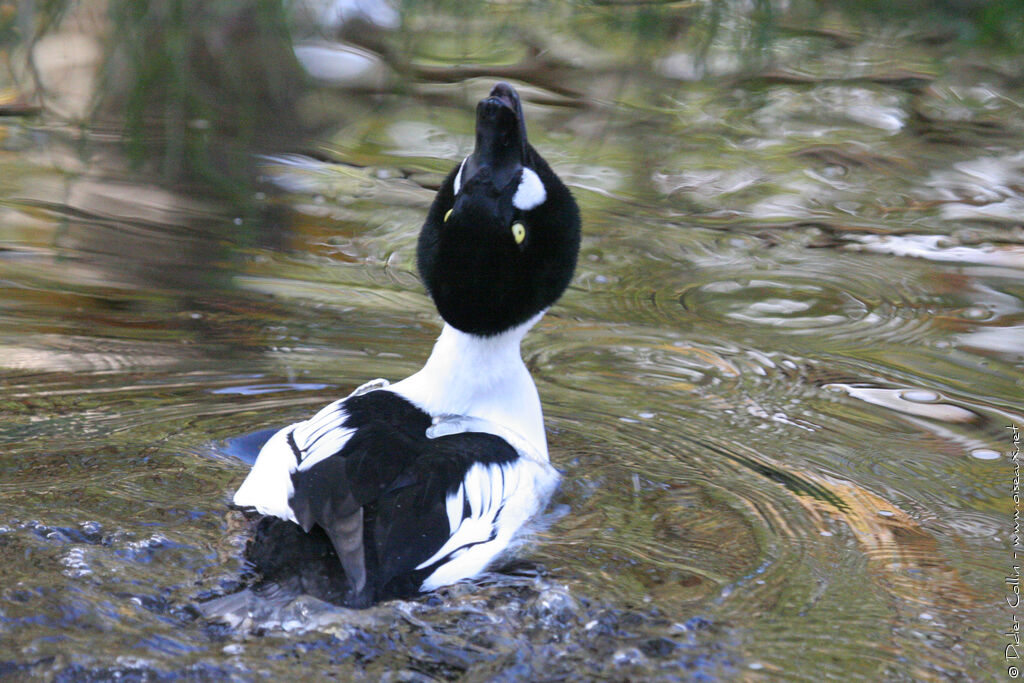 Common Goldeneye male adult, identification