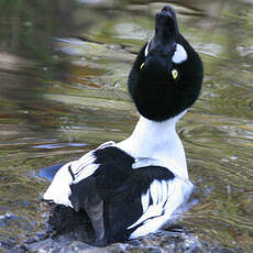 Common Goldeneye