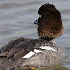 Common Goldeneye