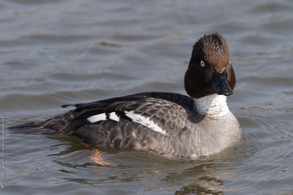 Common Goldeneye female adult, identification