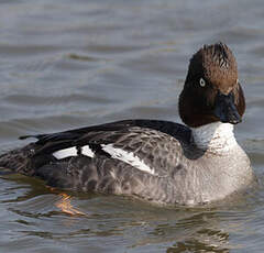 Common Goldeneye