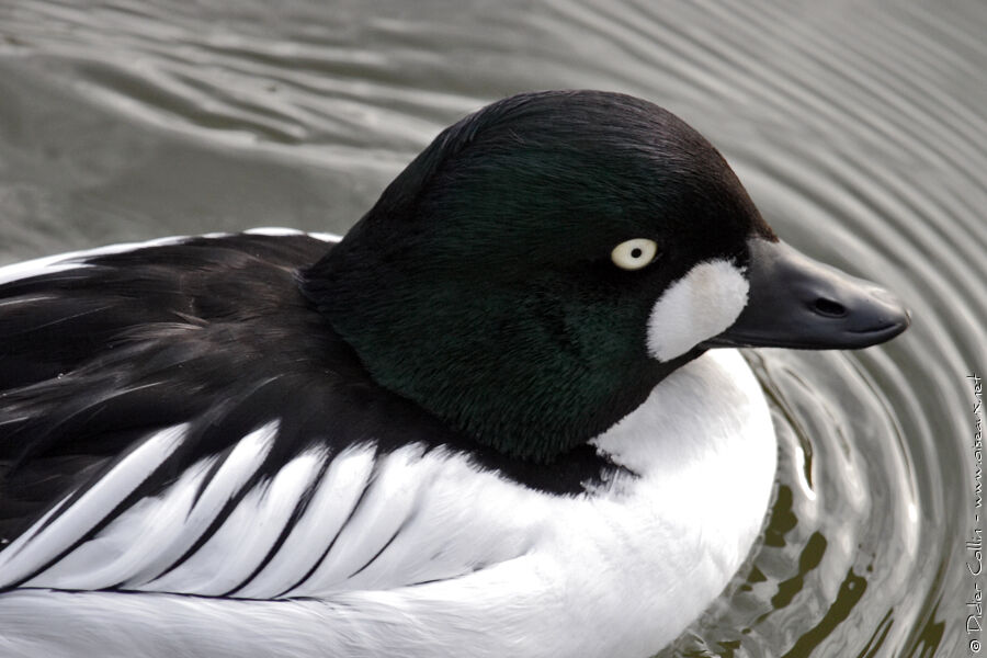 Common Goldeneye male adult