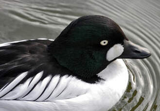 Common Goldeneye