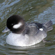 Bufflehead