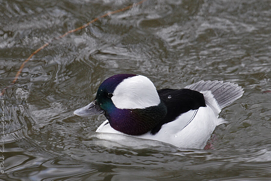 Bufflehead male adult breeding