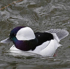 Bufflehead