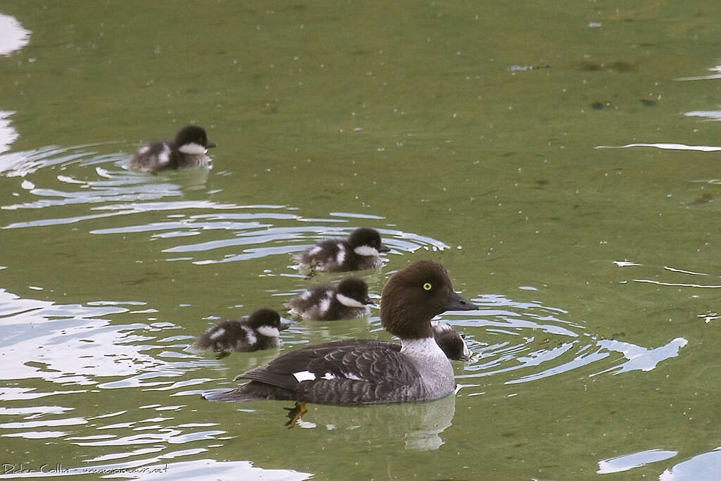 Barrow's Goldeneye, Reproduction-nesting