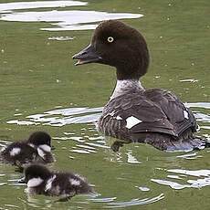 Barrow's Goldeneye