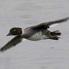 Barrow's Goldeneye