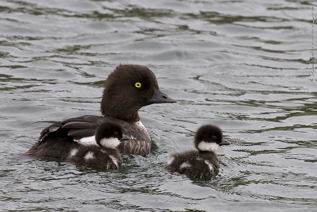 Garrot d'Islande, identification