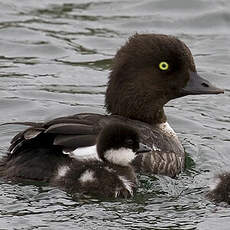 Barrow's Goldeneye