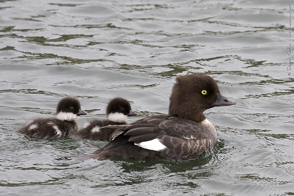 Barrow's Goldeneye, swimming, Reproduction-nesting