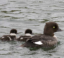 Barrow's Goldeneye