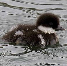 Barrow's Goldeneye