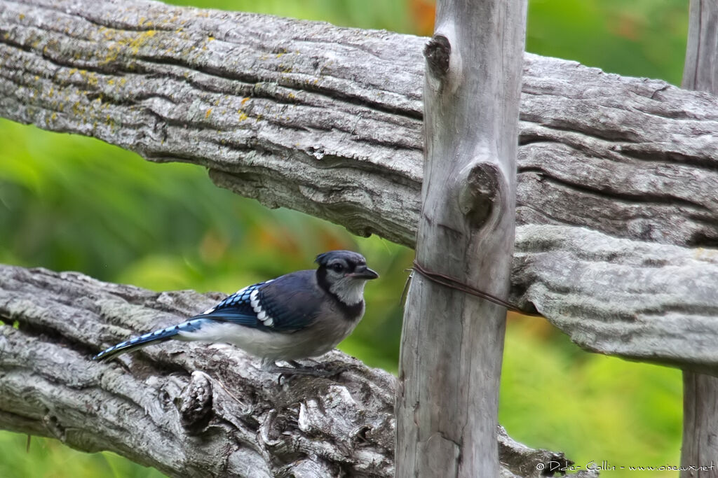 Geai bleuadulte, identification