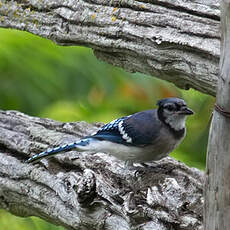 Blue Jay