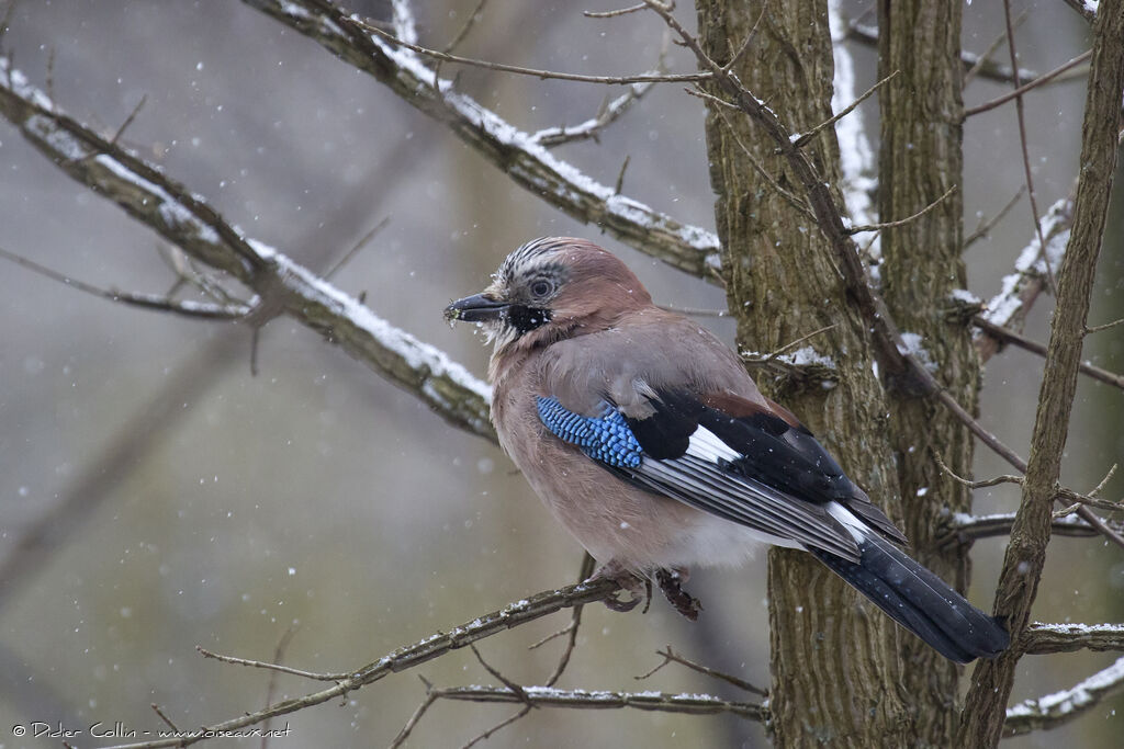 Eurasian Jayadult, identification