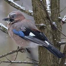 Eurasian Jay