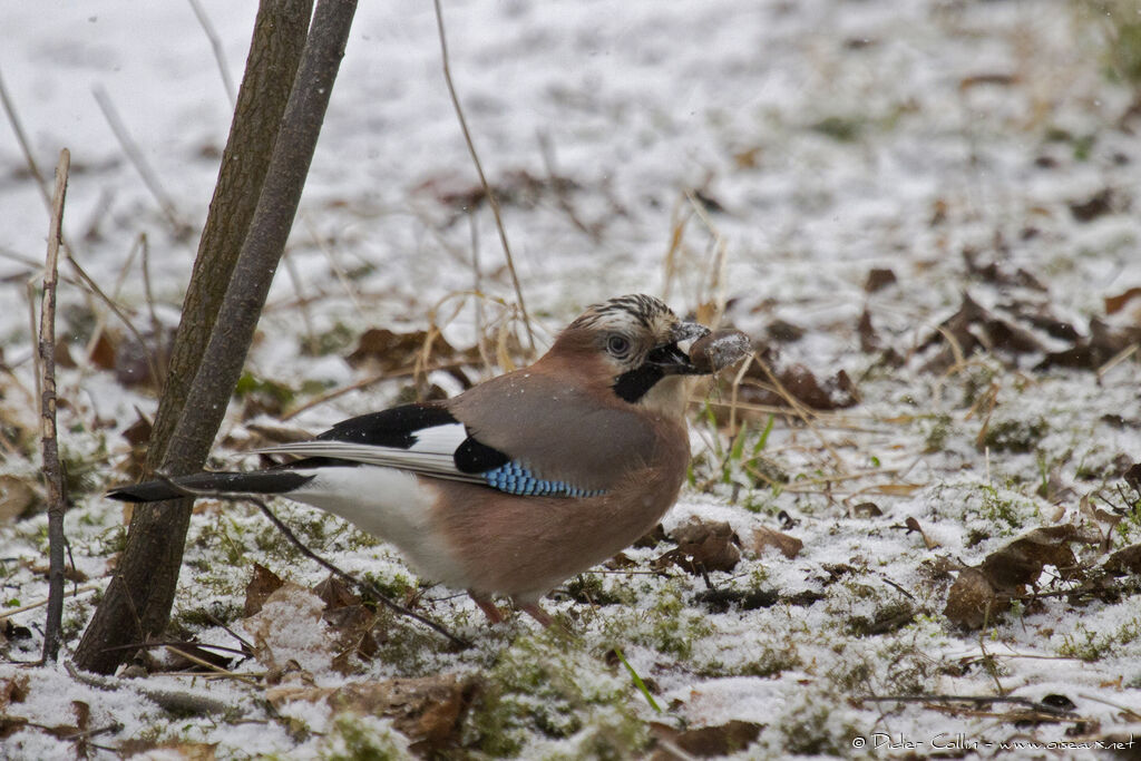 Eurasian Jayadult, feeding habits