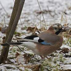 Eurasian Jay