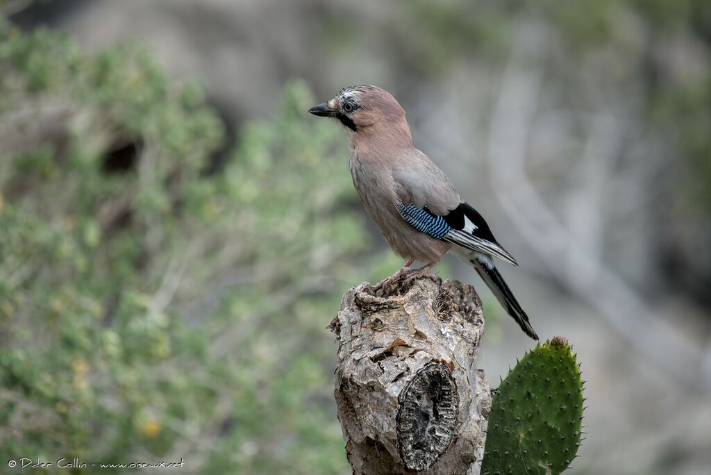 Eurasian Jayadult, identification
