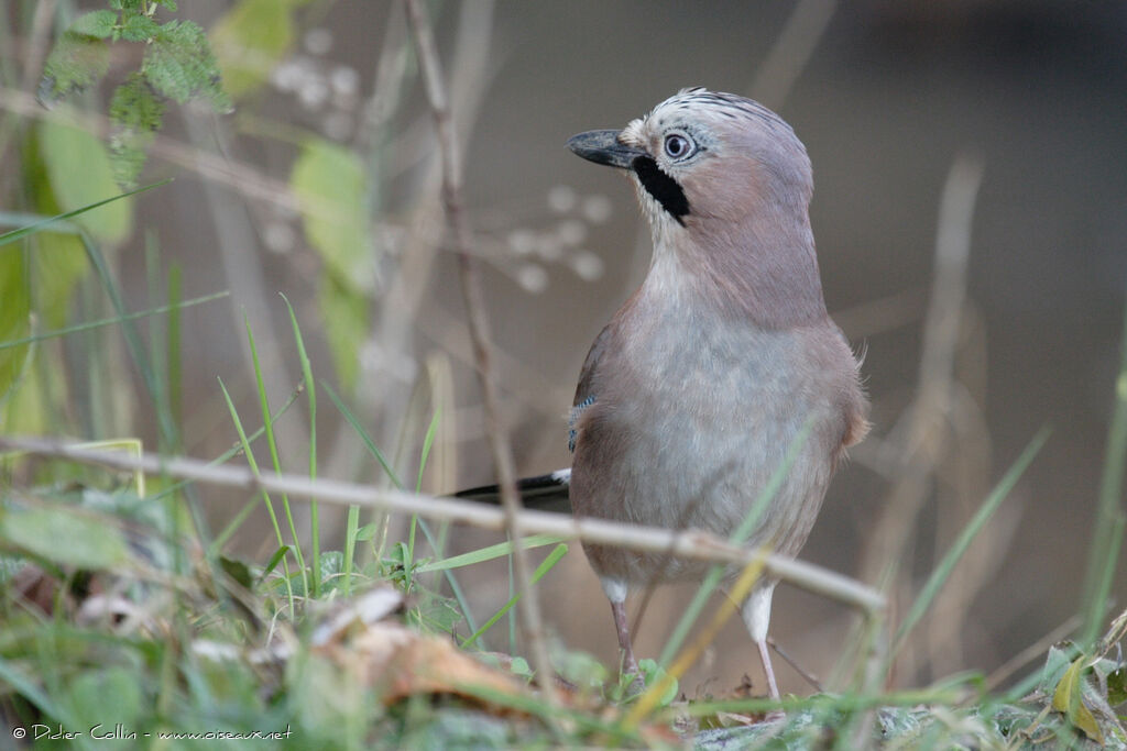 Geai des chênes, identification