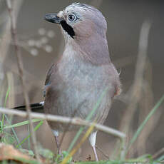 Eurasian Jay