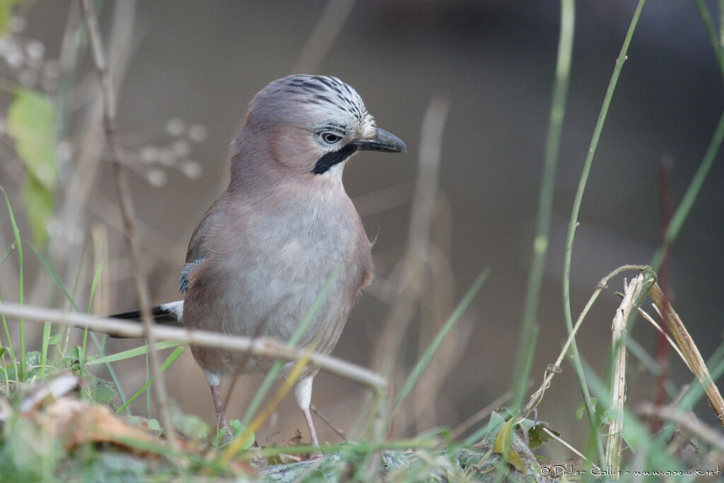 Eurasian Jay