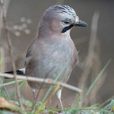 Eurasian Jay