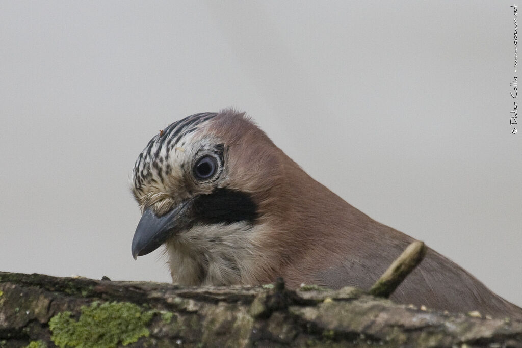 Eurasian Jay