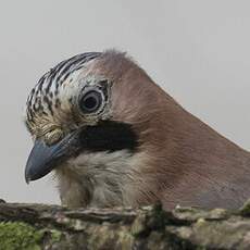 Eurasian Jay