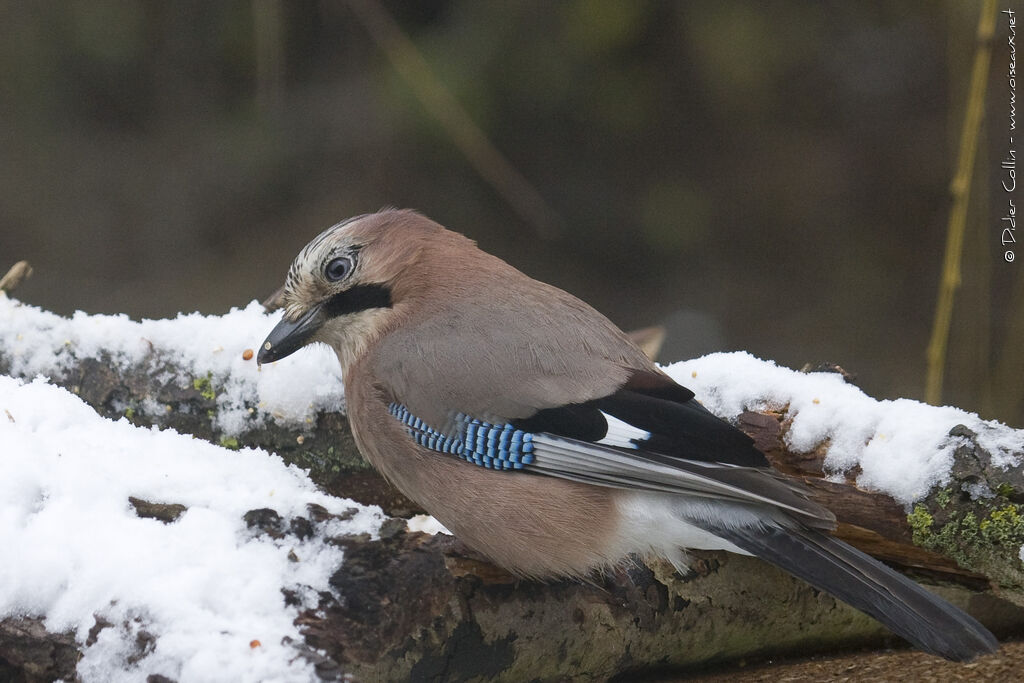 Eurasian Jay, identification