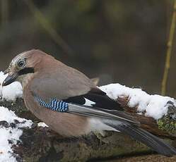 Eurasian Jay