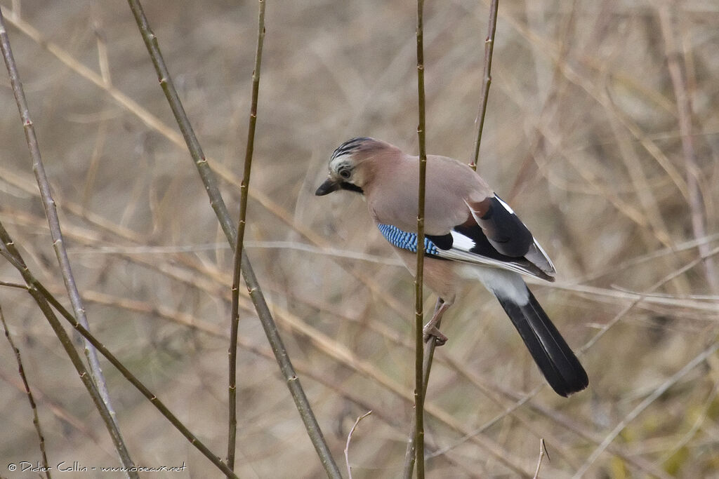 Geai des chênes, identification