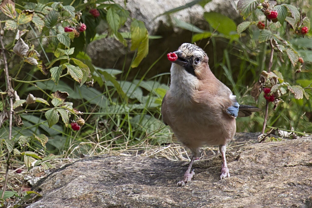 Eurasian Jayadult, feeding habits