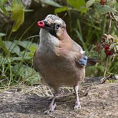 Eurasian Jay