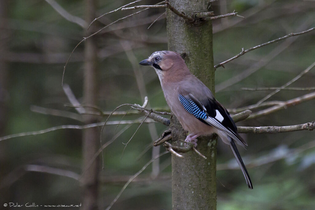 Geai des chênesadulte, identification