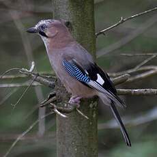 Eurasian Jay