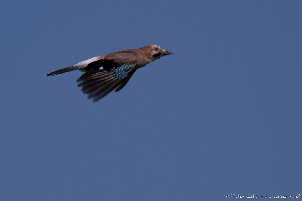 Eurasian Jay, Flight