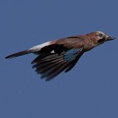 Eurasian Jay