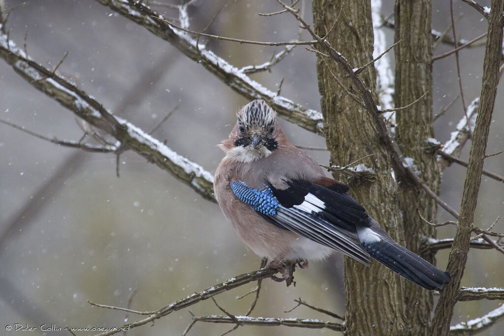 Geai des chênesadulte, identification