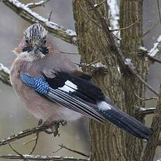 Eurasian Jay