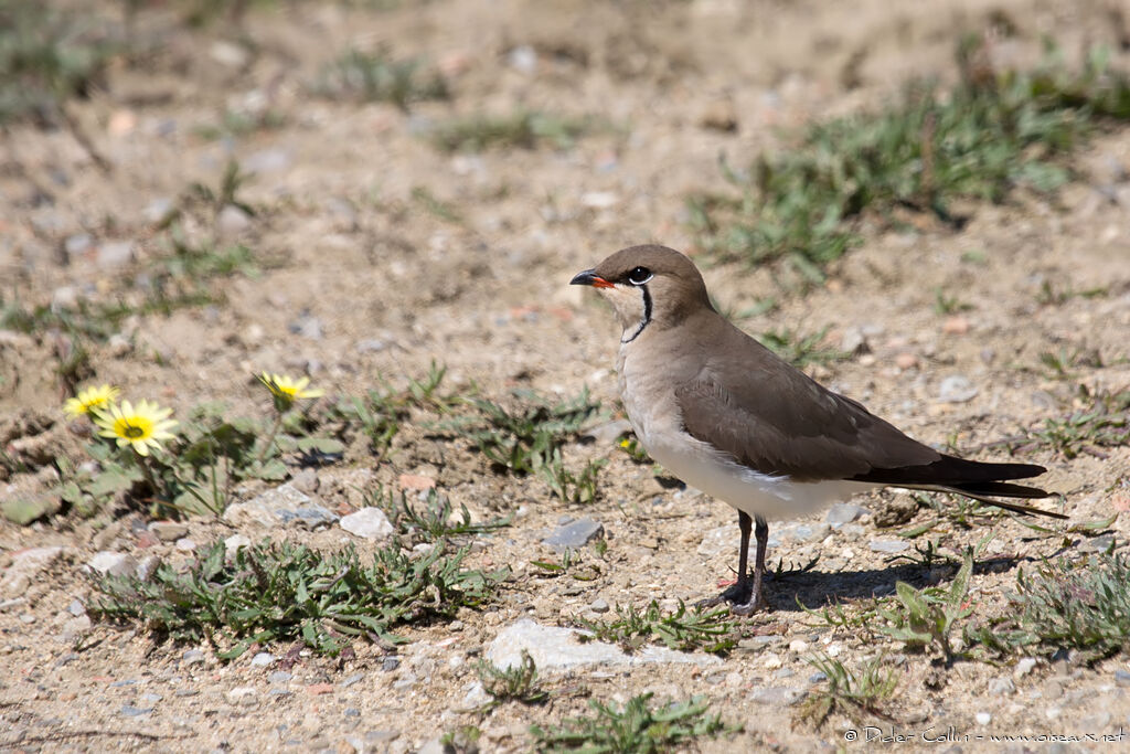 Collared Pratincoleadult breeding, identification