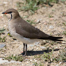 Collared Pratincole