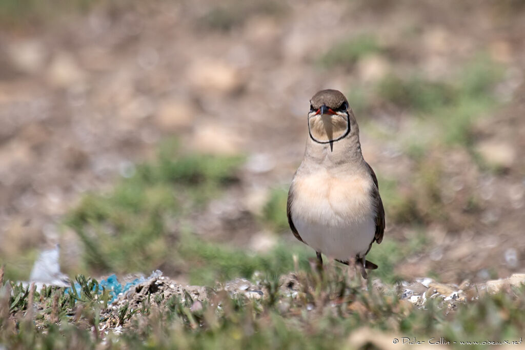 Collared Pratincoleadult breeding