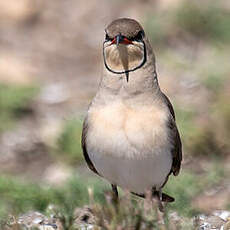 Collared Pratincole