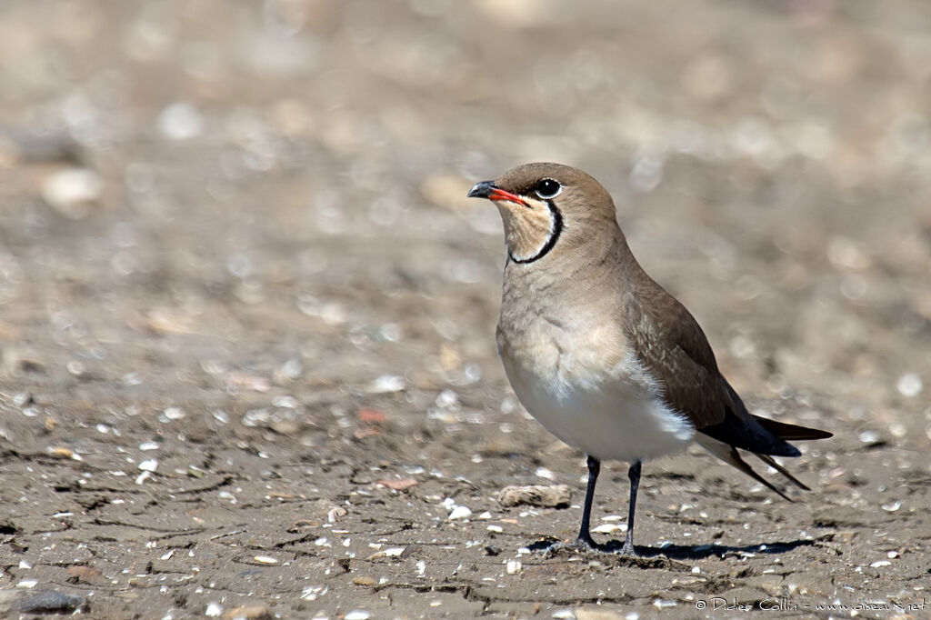 Collared Pratincoleadult breeding, identification